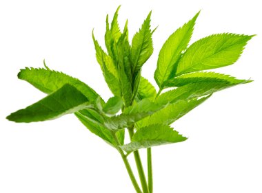 Beyaza izole edilmiş mürver yaprağı. Geriye bahar arkaplanı kalıyor. Sağlıklı olmak için mürver yaprağı. Yaprak bitkisi tasarım, reklam, ambalaj ürünleri.