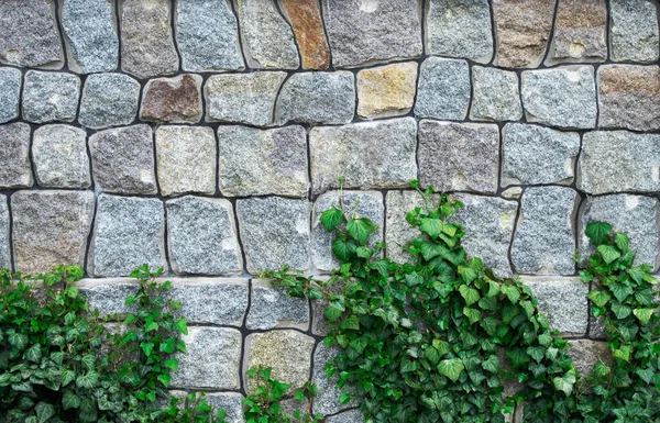 Túlméretezett Téglafal Levelek Háttérbe Brick Wall Ivy Zöld Növény Túlburjánzott — Stock Fotó