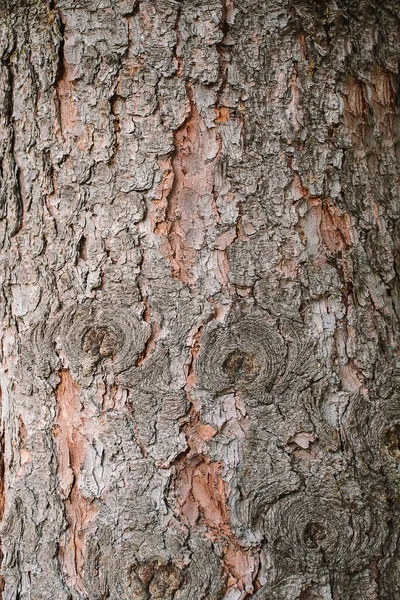 나무의 벽지요 나무의 손상되었습니다 나무껍질의 아름다운 자연림 — 스톡 사진