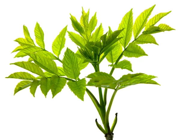 Yeşil yaprak beyaz arkaplanda izole edilmiş. Botanik tasarım elementi. Bahar yeşili. Dekorasyon için güzel bir yaprak. Yeşillik. Doğa.