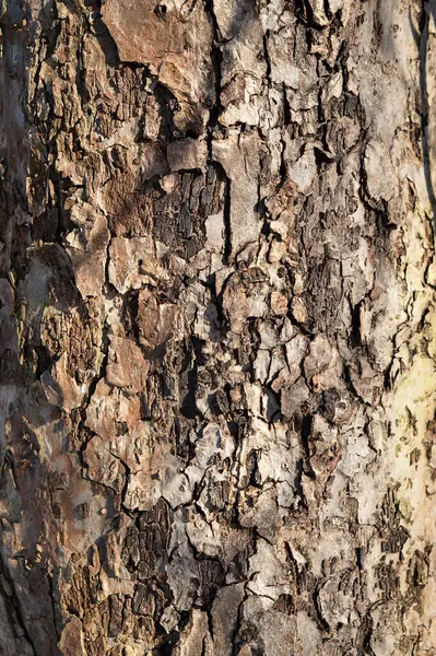 Texture Relief Écorce Brune Arbre Dans Les Excroissances Les Fissures — Photo