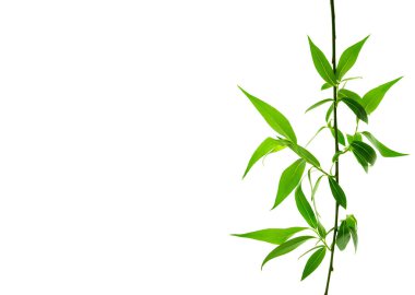 Güzel söğüt yaprakları beyaz arka planda izole edilmiş dalların üzerinde. Tasarım, reklam ve ambalaj için mükemmel bir bahar yaprağı. Ekoloji kavramı.