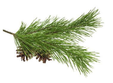 Yeni yıl ve Noel. Beyaz arka planda çam dalları var. Doğal tatil dekoru. 