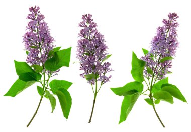 Ahşap bir gövdede, saf beyaz arka planda izole edilmiş yeşil yapraklarla birlikte bir sürü küçük çiçekle açan leylak dalı..