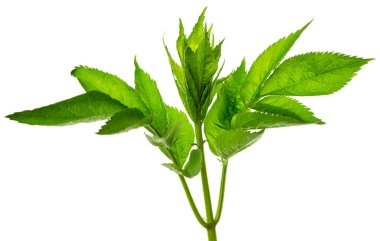 Kozmetik ürünleri ya da güzellik ürünleri pazarlamak için botanik öğesi. Mürver yaprağı. Bahar yeşillikleri. İzole edilmiş.