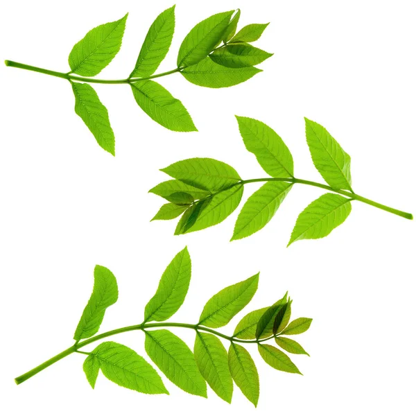 Vårskörd Medicinalväxter Fläderbär Blad Isolerad Vit Bakgrund Samling Färska Gröna — Stockfoto