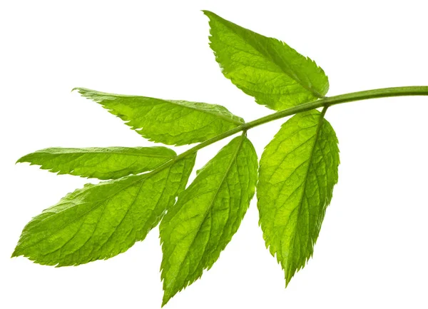 化粧品スパや美容ケア製品を販売するための植物要素 エルダーベリーの葉 春の緑 — ストック写真
