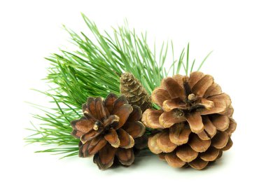 Küçük bir köknar dalı, gölgeli beyaz bir zemin üzerinde izole edilmiş, kış tatili dekorasyonu ve mevsimlik tasarımlar için mükemmel.