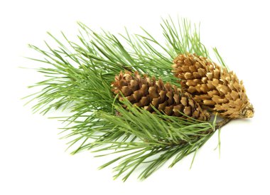 Tasarımları için gölgeli beyaz bir arka planda küçük bir çam dalı ve koni içeren yakın plan bir tatil süslemesi..