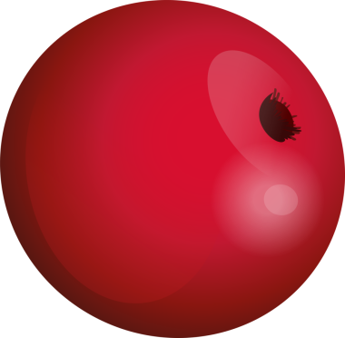 Holly Berry. Noel. Ökseotu kırmızı böğürtlen ve yapraklar. Basit bir tasarım. Xmas ve Yeni Yıl sembolü. Şeffaf, png. Noel dekorasyonu için kırmızı böğürtlen.