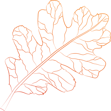 Sonbahar yaprağı. Akçaağaç, meşe yaprakları, dökülen yapraklar ve sonbahar yaprakları. Eylül, Sonbahar Ormanı Altın Şelale. Şeffaf, png üzerinde gerçekçi izole simgeler