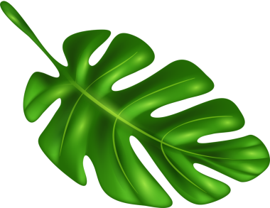 Canavar gibi. Yaz, tropik yapraklar. Yaz indirimi, tropik yeşil yapraklar. Yaz indirimi konsepti. İllüstrasyon, şeffaf, png. Tropik palmiye yaprakları. Canavar yaprağı, egzotik yapraklar.