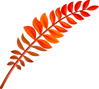 Kahverengi ve turuncu tonlarda sonbahar yaprağı. Düşen yapraklar. Özgeçmiş, giysi ve editör tasarımı için tebrik kartları, hediye ambalajı, ev dekorasyonu için. Şeffaf, png