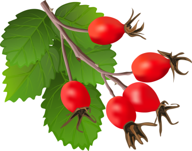 Gül goncası böğürtlen kalçası. meyve yaprağı, çay kırmızısı, bitki vitamini, sağlıklı doğal, mayalı organik, bitkisel vahşi, gül üzümü kalçası. Şeffaf, ping.Mevsimlik yeşil yapraklı güz meyveleri