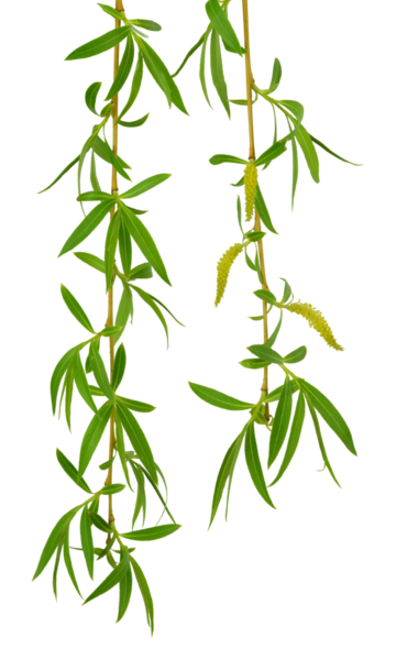 Spring willow branches. Pussy willow twigs. Spring willow tree in bloom. on transparent without shadow. PNG