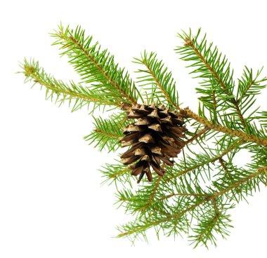 Beyaz bir zemin üzerinde izole edilmiş ağaç konileri ile fidan dalı, tatil ve yeni yıl ayarları için temiz ve doğal bir unsur sunar.