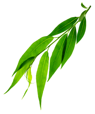 Damarlı yeşil yaprak. Herb yaz tabelası. İç mekan, bahçe işleri, tatil için. Eko botanik posteri. Şeffaf, png. Yeşil yapraklı söğüt dalı, bahar.