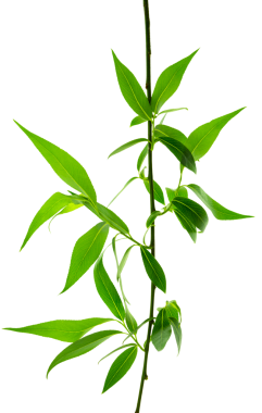 Şeffaf yeşil yapraklar, png. Yeşil ağaçların genç yaprakları. Söğüt. Bahar. Yeşil yapraklar yaklaşıyor. Güzel Yeşil Yapraklar.