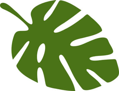 Tropik bitki canavar yaprağı. Düz stil tasarım, şeffaf, png. Egzotik, yağmur ormanı bitkisi, orman bitkisi, bitki örtüsü, bitki tasarımı. Yaz botanik baskısı.