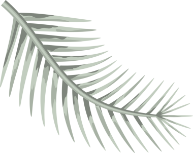 Tropik yeşil palmiye yaprağı. Şeffaf, png üzerinde yalıtılmış tropikal bitki dalları. Hindistan cevizi palmiye yaprağının yaz ögesi, ön taraf görünümü, düz minimal biçim, illüstrasyon