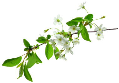 Çiçekler, kiraz çiçeklerinin makro fotoğrafı. Tomurcuklar ve çiçekler yakın plan. Doğal bahar bayrağı ya da tebrik kartı. Şeffaf, png. Çiçekli ve yeşil yapraklı bir kiraz dalı. Bahar.