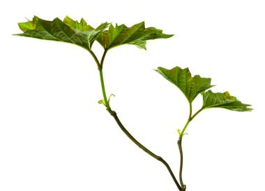 Yeşil Kanada akçaağaç yaprakları izole, şeffaf png. Kanada sembolü. Sonbahar akçaağaç yaprakları. Akçaağaç yaprağı arkaplanı. Sonbahar ilerlemesi. Sonbahar. Yeşil bahar yaprakları..