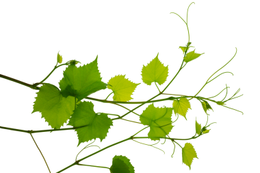 Şeffaf üzüm dalı, png. Yeşil yaprakları ve dalları olan bir sarmaşık. Dedikodu. Asma yapraklı Sprig. Taze yeşil üzüm yaprağı. Yeşil asma yaprakları, yakın plan. bahar, yaz