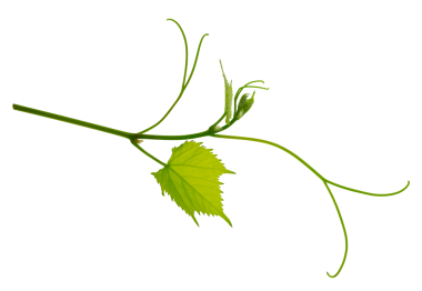 Şeffaf yaprakları ve dalları olan yeşil bir dal, png... yaz ve bahar doğası. Sebzelerin sonbahar hasadı. Kart yapımı, baskılar, tekstil örnekleri için. Üzüm yaprakları dalları