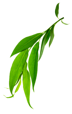 Şeffaf yeşil yapraklar, png. Yeşil ağaçların genç yaprakları. Söğüt. Bahar. Yeşil yapraklar yaklaşıyor. Güzel Yeşil Yapraklar.