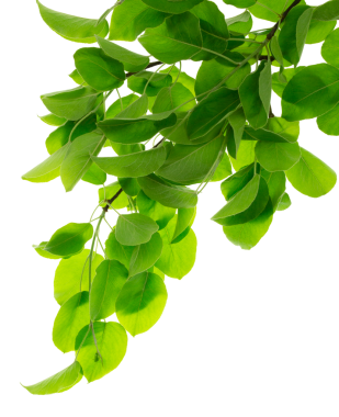 Yeşil yaprak, yaz. Doğal yeşil yapraklar bitkileri bahar arkaplanı olarak kullanır, kapak sayfası, çevre ekolojisi veya yeşillik, parlak yaz ağacı. şeffaf, png.