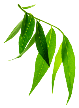 Damarlı yeşil yaprak. Herb yaz tabelası. İç mekan, bahçe işleri, tatil için. Eko botanik posteri. Şeffaf, png. Yeşil yapraklı söğüt dalı, bahar.