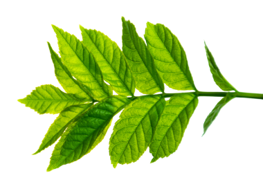 Yeşil yaprak, eko organik çay, vejetaryen bitki, bitki filizi. Farklı şekillerde yapraklar, taze yeşillikler, eczane. Şeffaf, png. Taze yeşil yapraklar. Bahar, yaz, doğa. Dekor.