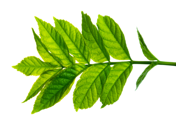 Yeşil yaprak, eko organik çay, vejetaryen bitki, bitki filizi. Farklı şekillerde yapraklar, taze yeşillikler, eczane. Şeffaf, png. Taze yeşil yapraklar. Bahar, yaz, doğa. Dekor.