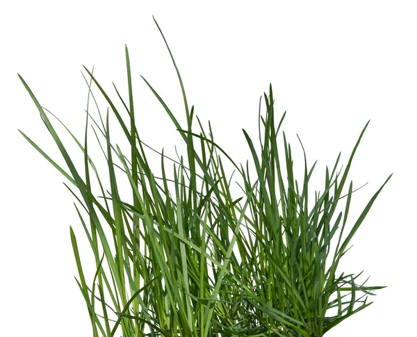 Şeffaf yeşil çimen, png. Bahçe düzenleme, bahçıvanlık ya da çevre konuları için bitki yetiştirme. Yeşil çimen tarlası, çim, çim, çim, yürüyüş, bahçe..