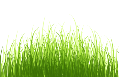 Erken bahar yeşili çimenler yatay. Çimen sırası, çim çalıları. Çimen desenli elementler. Gölge olmadan şeffaf. PNG