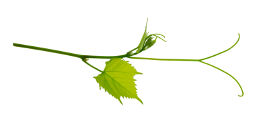 Taze yeşil üzüm dalı yaprakları. Yeşillik. Asma dalı şeffaf, png. Yapraklı taze üzüm dalları. Yaz doğası