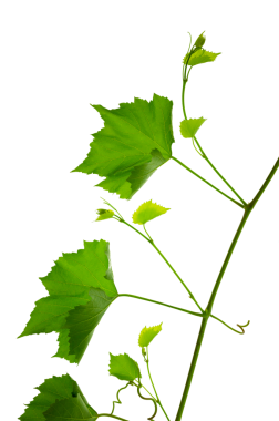 Taze yeşil üzüm dalı yaprakları. Yeşillik. Asma dalı, şeffaf, png. Yapraklı taze üzüm dalları. Yaz doğası.