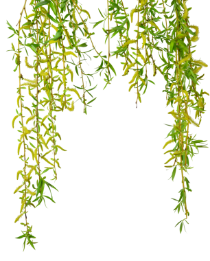 Spring willow branches. Pussy willow's twigs. Spring willow tree in bloom. on transparent without shadow. PNG