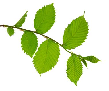 Genç yeşil yay yapraklı bir dal beyaz arka planda izole edilmiş. Ekoloji geçmişi. El. Şeffaf, png.greenery. Yapraklar dekoratif. Dallarda yapraklar.