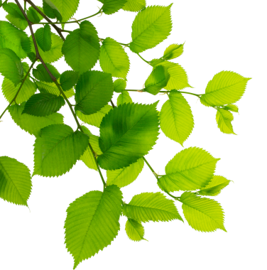 Genç yeşil yay yapraklı bir dal beyaz arka planda izole edilmiş. Ekoloji geçmişi. El. Şeffaf, png.greenery. Yapraklar dekoratif. Dallarda yapraklar.