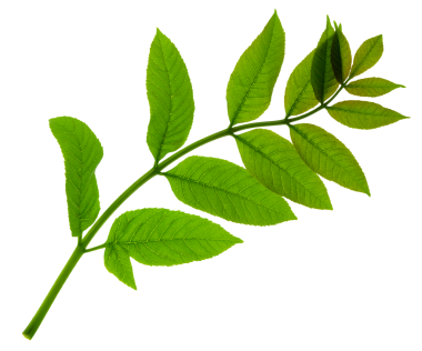 Bahar Yeşili Yaprakları sınırda. Taze yeşil yapraklar. Bahar, yaz, doğa. Dekor. Şeffaf, png