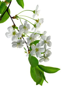 Kiraz çiçekleri. Beyaz çiçekli, şeffaf kiraz ağacı dalı, png. Çiçek açmış kiraz çiçekleri. Kiraz çiçekleri. Çiçek açıyor..