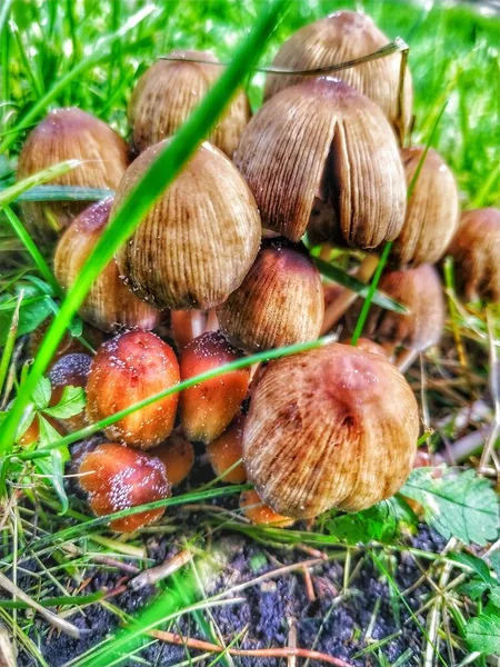 Funghi Naturali Coltivati Giardino — Foto Stock