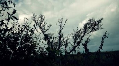 Okhotsk Denizi kıyısında. Iturup Adası.