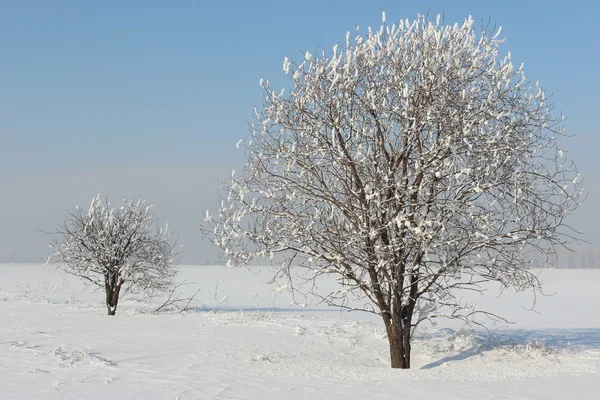 Inverno lindo dia . — Fotografia de Stock