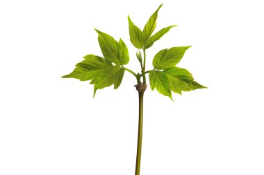 Yeşil akçaağaç şube.