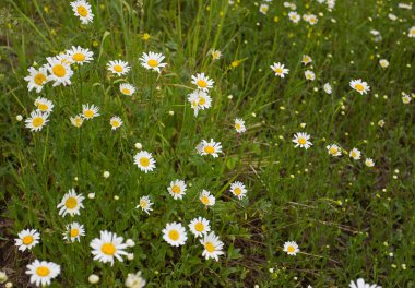 Beyaz çiçekler papatya.