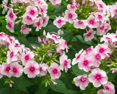 Bitki çayı izole çaydanlık.