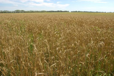 buğday alan-tarım.