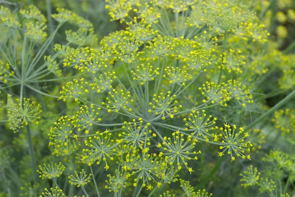 Doku yeşil bitkiler.